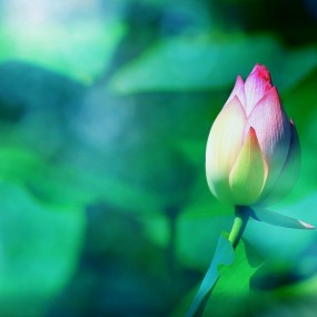 梦幻荷花