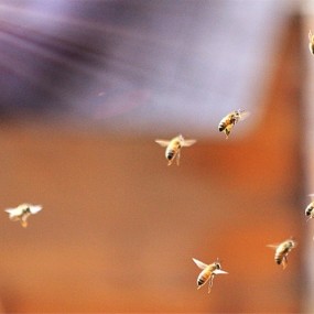 蜜蜂园随拍