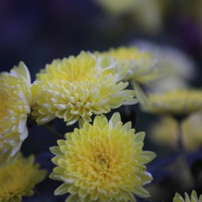 小白兔试拍菊