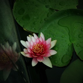 学拍睡莲花