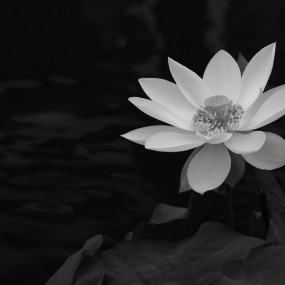 趣荷。黑白