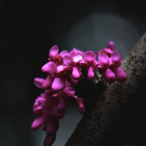 紫荆