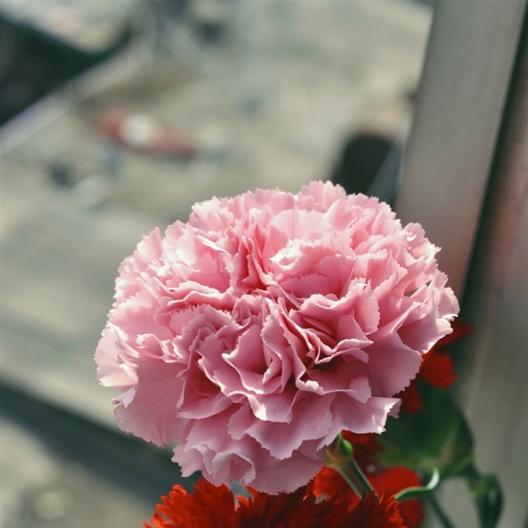 春暖花开