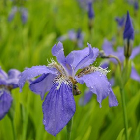 花一张
