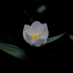 郁金香