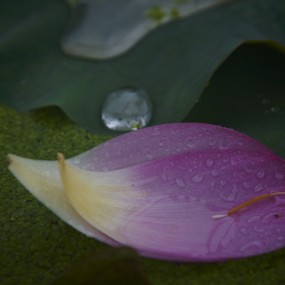 雨中拍荷