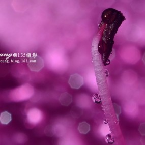 一组水滴花卉