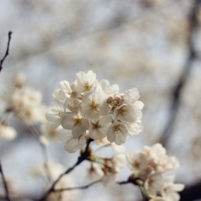 春日探花