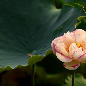 莲湖赏荷