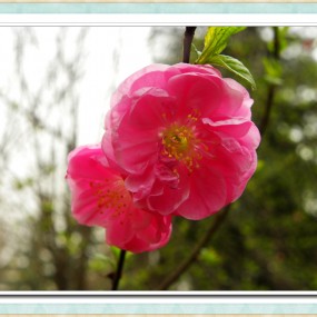 梅花迎春