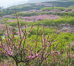 香满山园