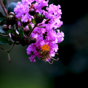 紫薇花