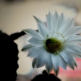 仙人球花