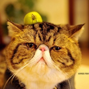 大肥猫