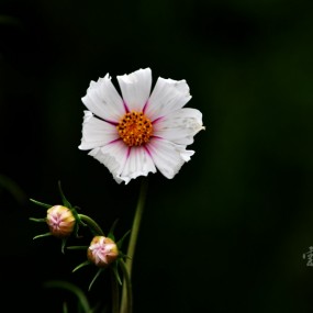 格桑花