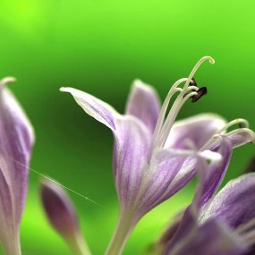 玉簪花