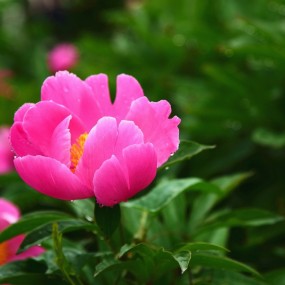 雨后芍药花