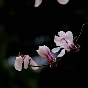 新春玉兰花