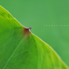 拍荷（二）