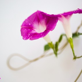 诗意牵牛花