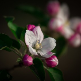 《三花争春》