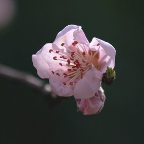 梅花