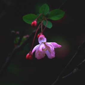 垂丝海棠
