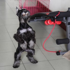 训犬
