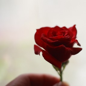 花无百日红