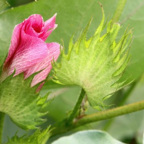 棉花也漂亮