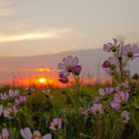 醉花阴