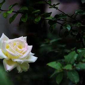 雨后