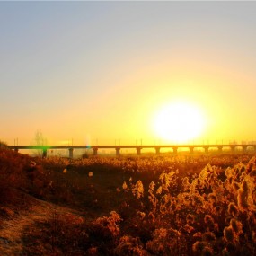 冬拍芦苇夕阳