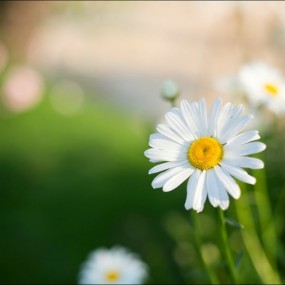 雏菊