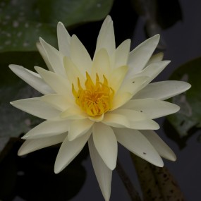 荷