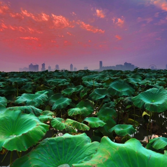 渭河南岸