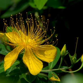 金丝桃花