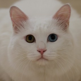 猫眼眼