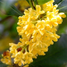 桂花飘香