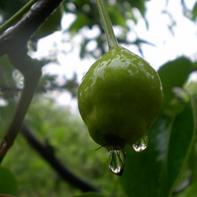 青翠欲滴