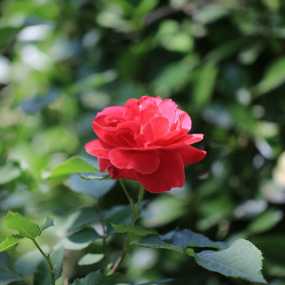 月季花
