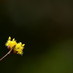 漂亮的小花
