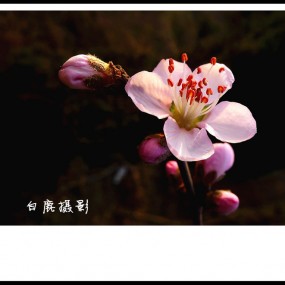 山桃花开