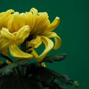 雨后观菊