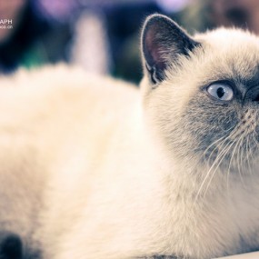 萌猫