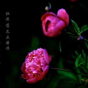 芍药花