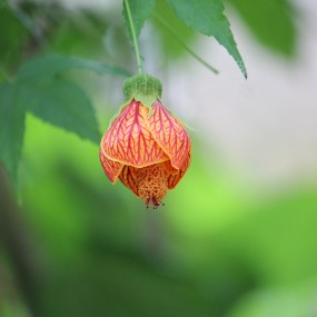心花