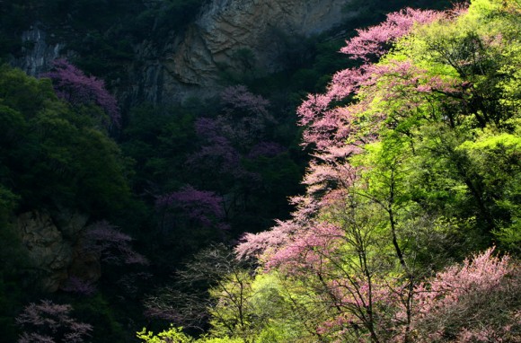 太平峪紫荆