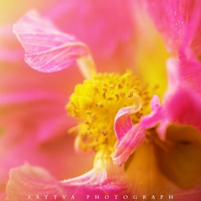 木芙蓉之美