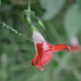 雏菊